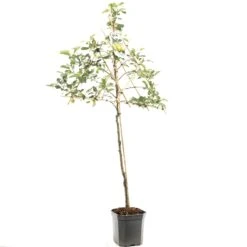 Appelboom (Malus Dom. Golden Delicious Leivorm), In Pot
