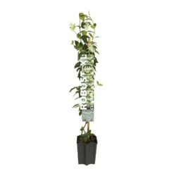 Toscaanse Jasmijn XL 95cm Hoog, In 17cm-pot