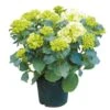Tuinhortensia, In 23cm-pot